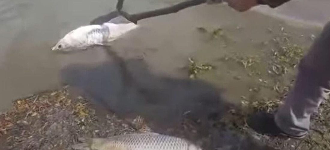 Οι λίμνες Κερκίνη και Κάρλα «εκβράζουν θάνατο» και οι εκλογές δεν είναι δικαιολογία για την απραξία 
