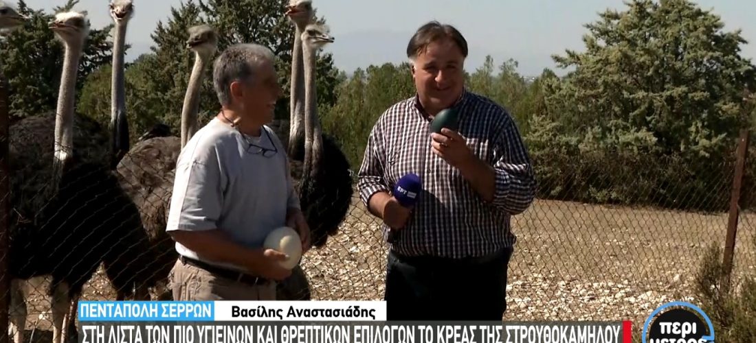 Σέρρες: Κρέας μεγάλης διατροφικής αξίας! Γνωρίστε τη φάρμα στρουθοκαμήλων της Πεντάπολης! (ΦΩΤΟΓΡΑΦΙΕΣ + ΒΙΝΤΕΟ) 