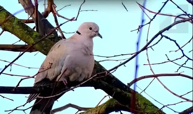 Δεκαοχτούρα κοντά στο σπίτι: Η πνευματική σημασία και οι λόγοι που πλησιάζει